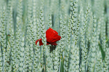 Image showing Poppy and rye