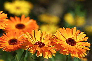 Image showing Marigold