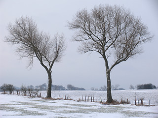 Image showing Wintertrees