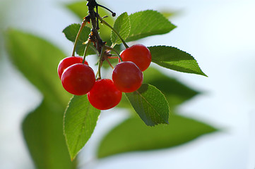 Image showing Cherry