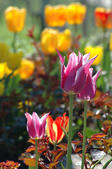 Image showing Tulips