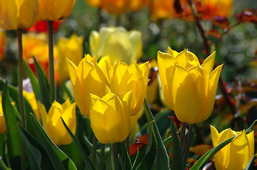 Image showing Tulips