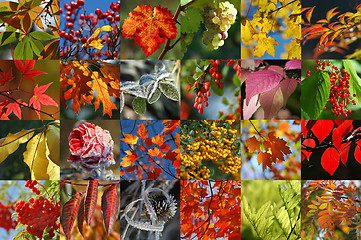 Image showing Autumn collection