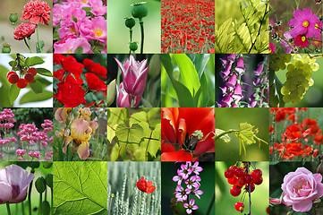 Image showing Flower collection