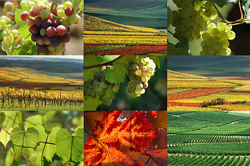 Image showing Vine and vineyard collection