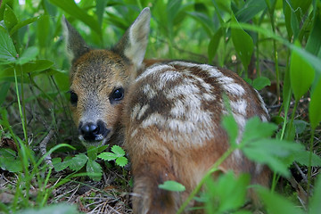 Image showing Roe Deer fawn 