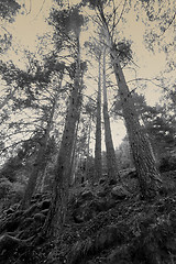 Image showing Foggy woods 