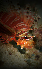 Image showing Lionfish