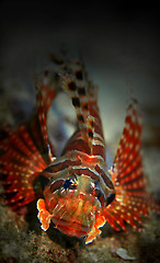 Image showing Lionfish