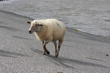 Image showing sheep on dike