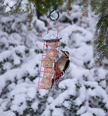 Image showing Great Spotted Woodpecker in Snow