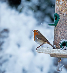 Image showing Robin and Snow