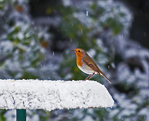 Image showing Robin on snowy feeder