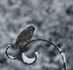 Image showing Starling in Snow