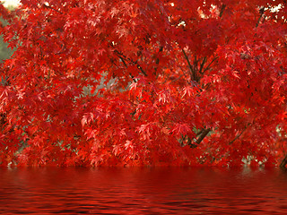 Image showing Maple leaves