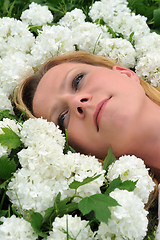 Image showing Young woman laying in flowers - snowballs