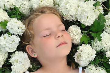 Image showing Little girl laying in flowers - snowball