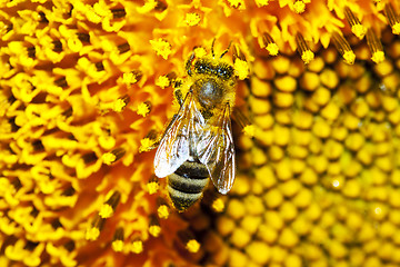 Image showing Bee on a sunflower