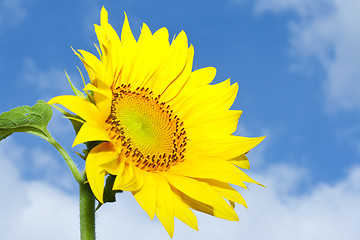 Image showing sunflower