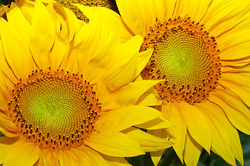 Image showing two sunflowers