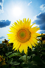 Image showing sunflowers with blue sky