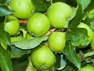 Image showing green aplles on a tree