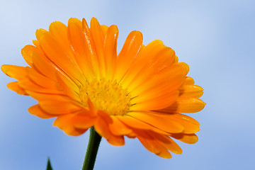 Image showing Orange daisy against blue sky