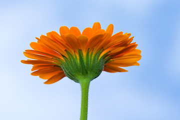 Image showing A yellow Gerbera sunflower