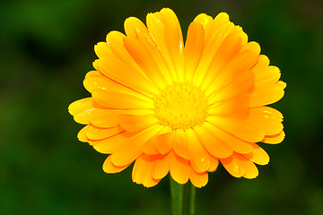 Image showing orange gerbera