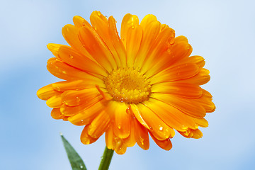 Image showing orange gerbera against sky background