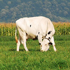 Image showing holstein cow grazing 