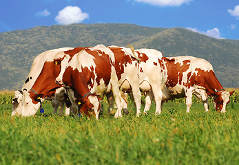 Image showing brown cows on grass field