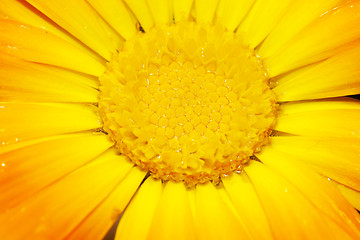 Image showing stem of a gerbera flower
