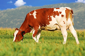 Image showing brown cow grazing