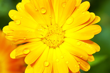 Image showing  gerbera with raindrops