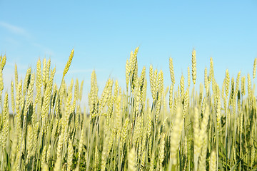 Image showing Wheat