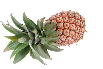 Image showing Pineapple