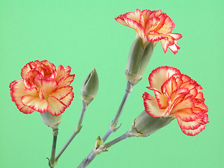 Image showing carnation