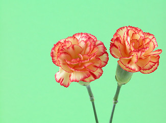 Image showing carnation