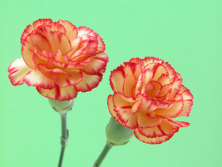 Image showing carnation