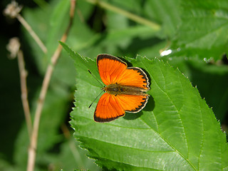 Image showing Butterly on flower 2