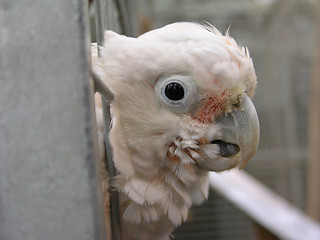 Image showing Parrot in birdcage