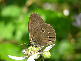 Image showing Butterfly on flower