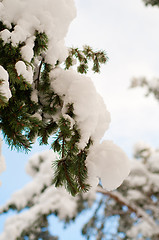 Image showing Snowy spruce