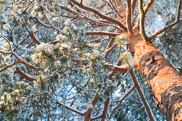 Image showing Snowy spruce