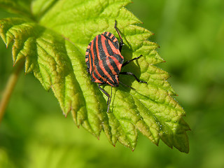 Image showing Insect on leaf