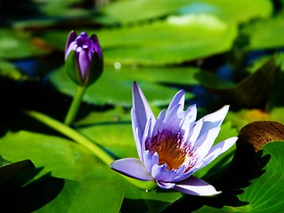 Image showing Blossom water lotus.