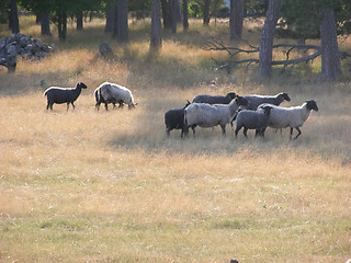 Image showing Sheep