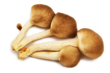 Image showing Group of raw mushrooms.