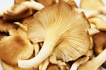 Image showing Group of raw mushrooms.